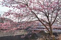 Sakura blossom in Japan Royalty Free Stock Photo